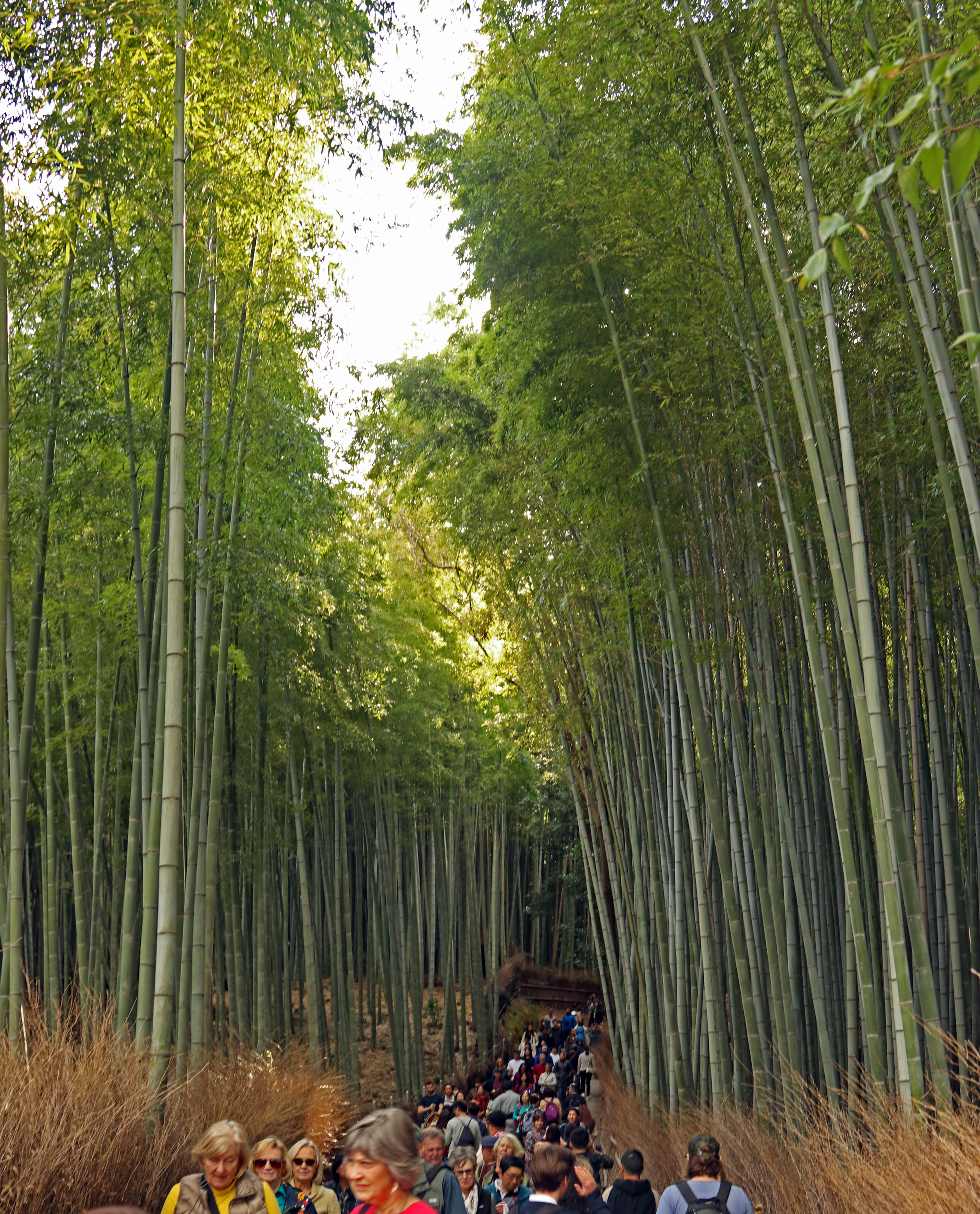 Bamboo Grove_1
