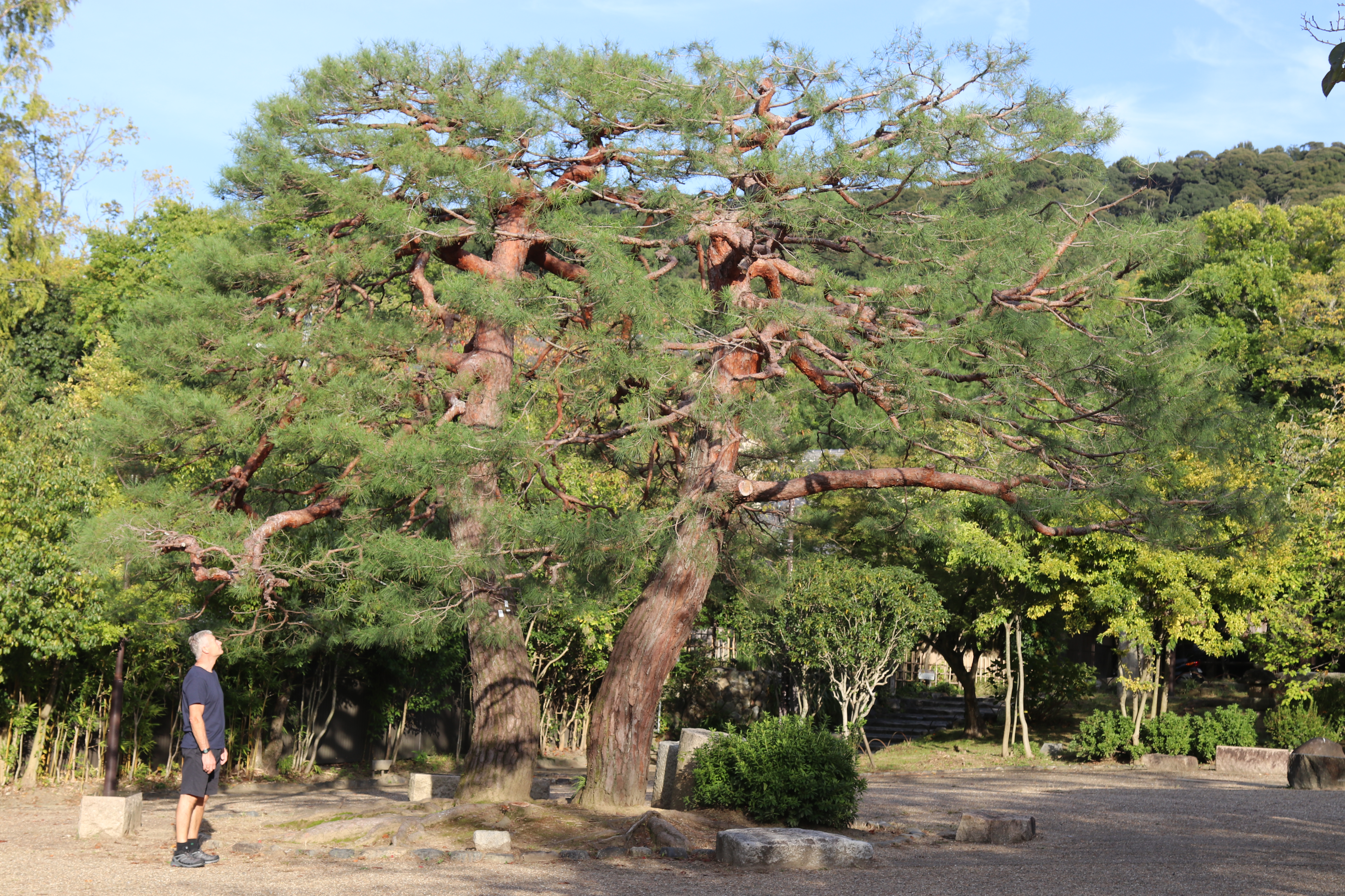 Maruyama Park Red Pine