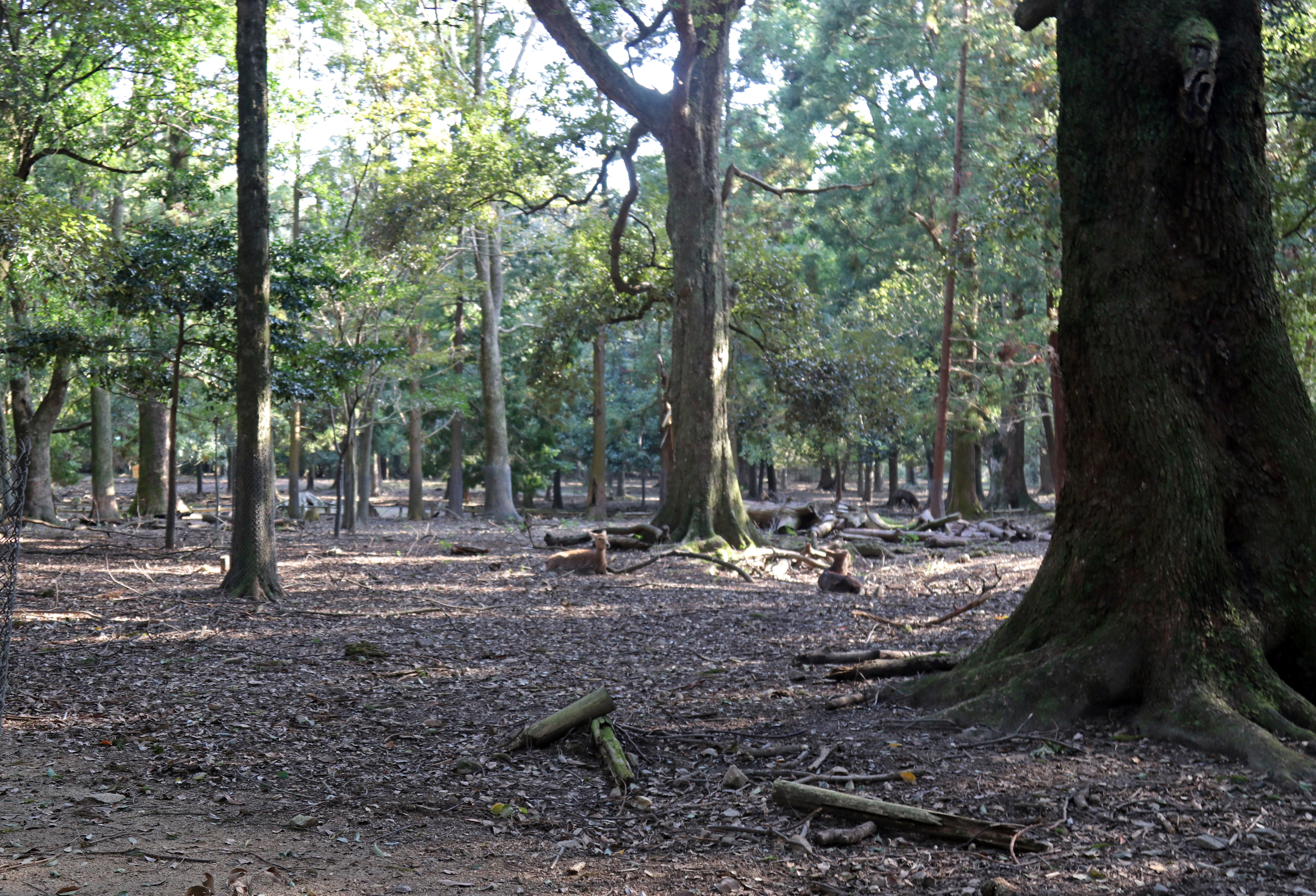 Nara Park_3