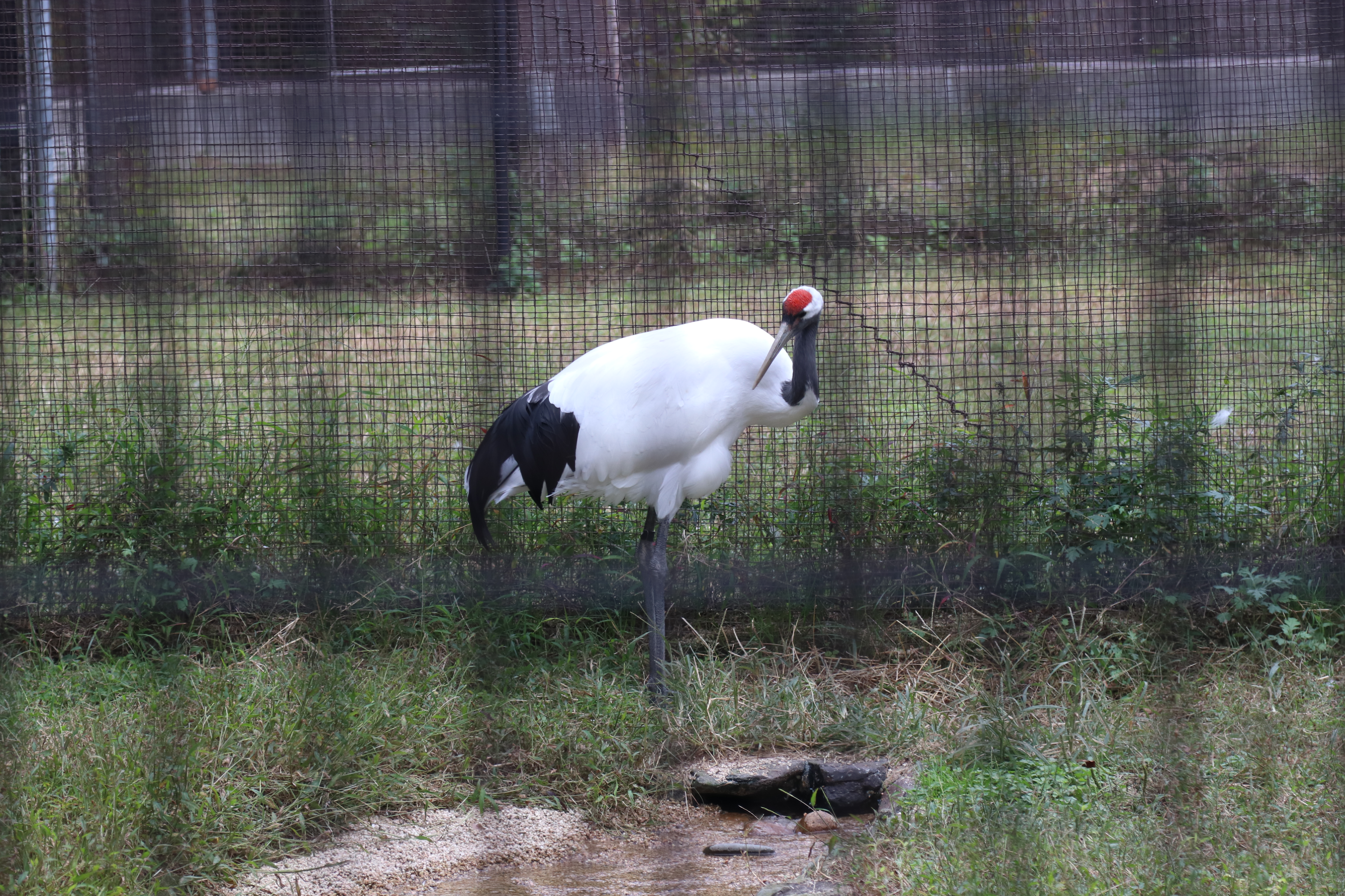 Crane aviary