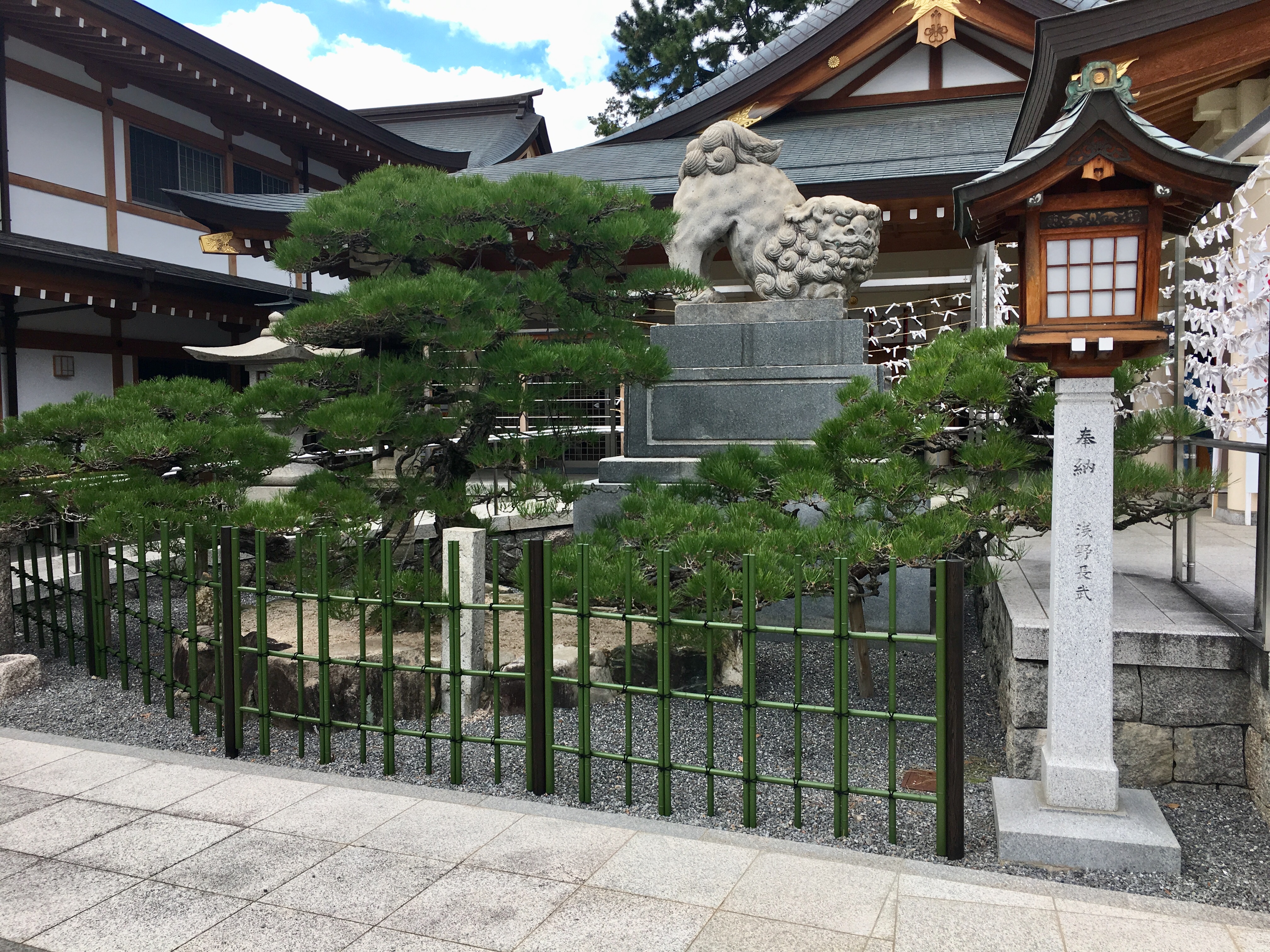 Hiroshima Gokoku-jinja-Niwaki Black Pine Tree