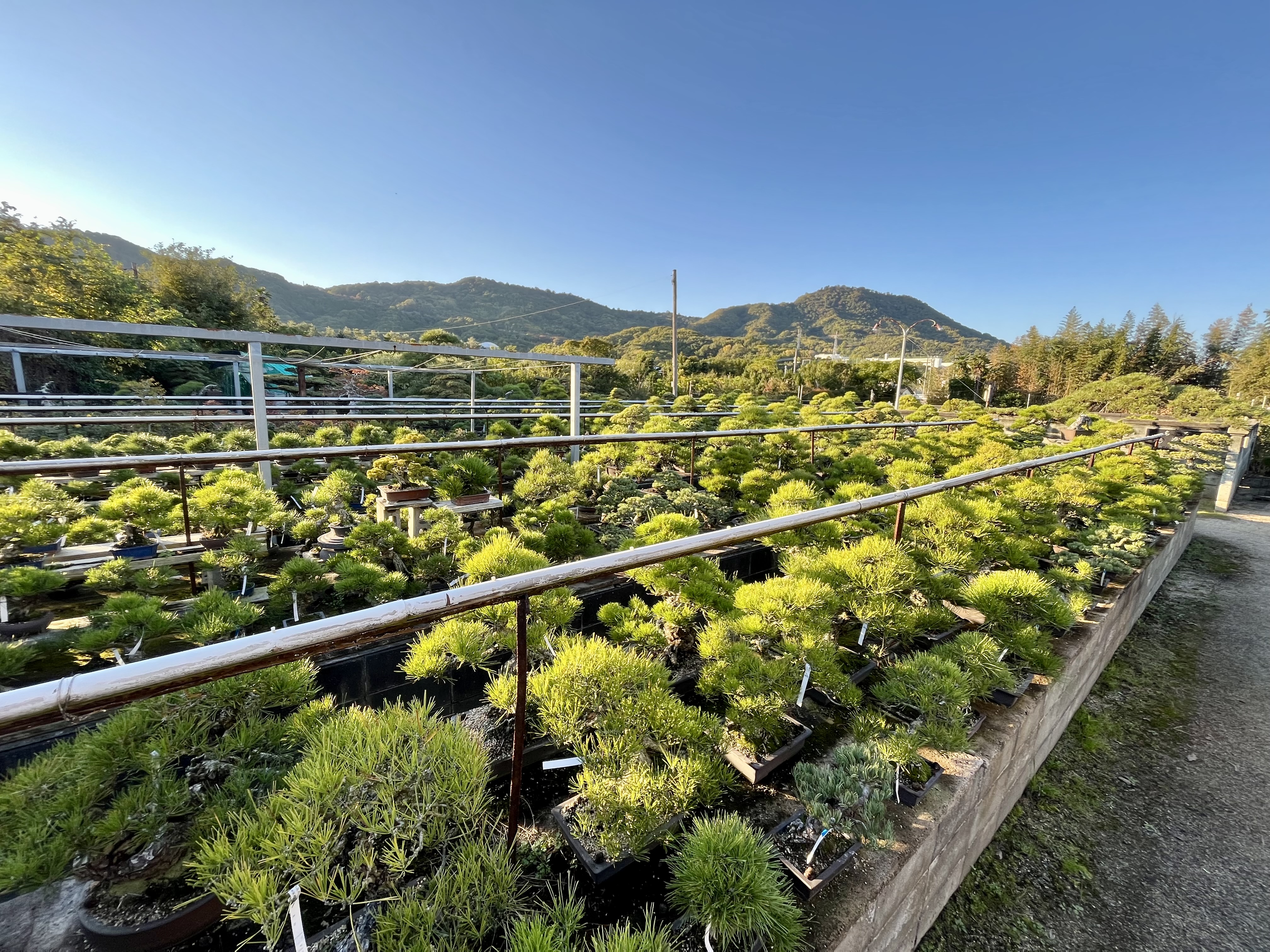 Takamatsu Bonsai Farm