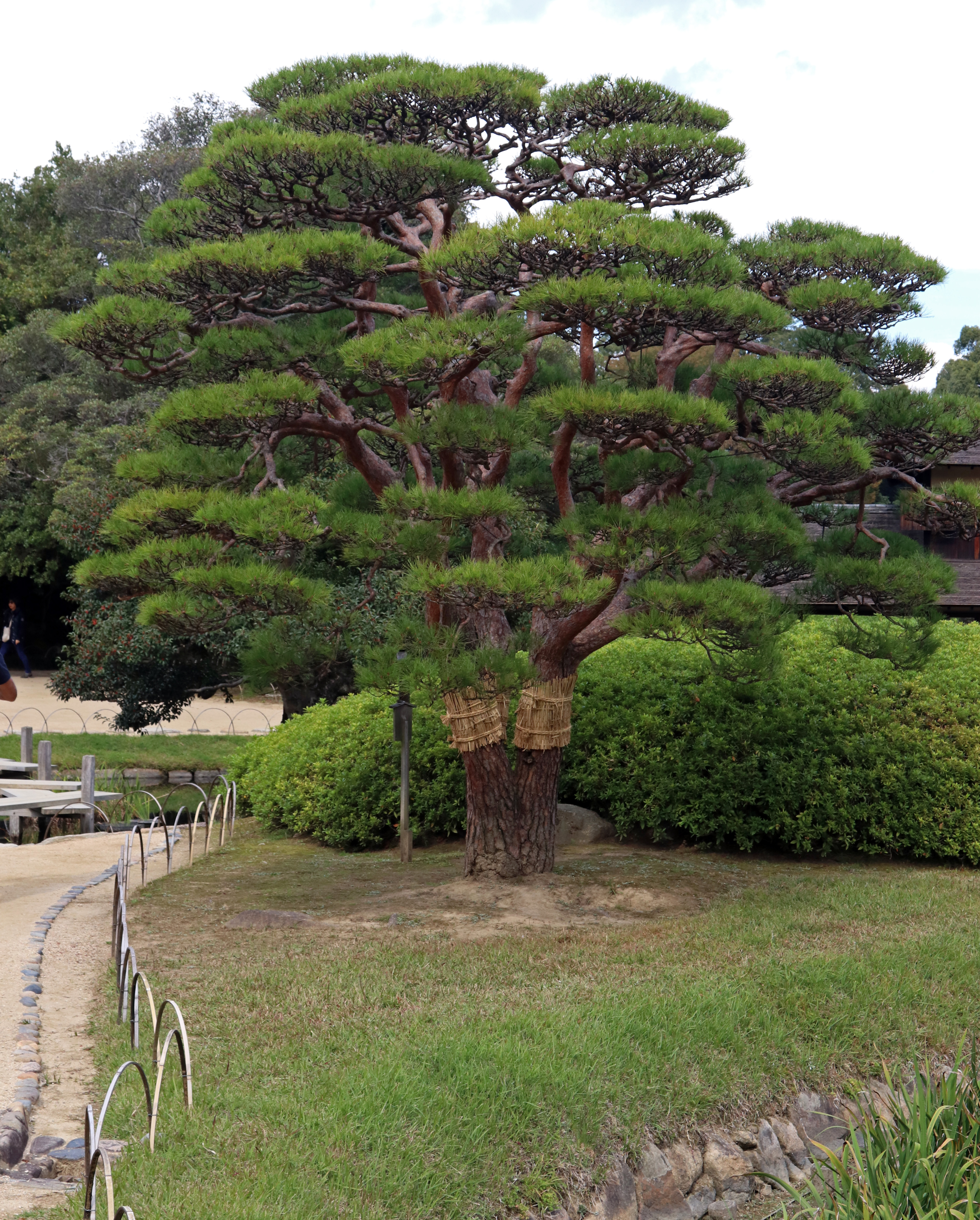 Korakuen garden Niwaki Trees_1