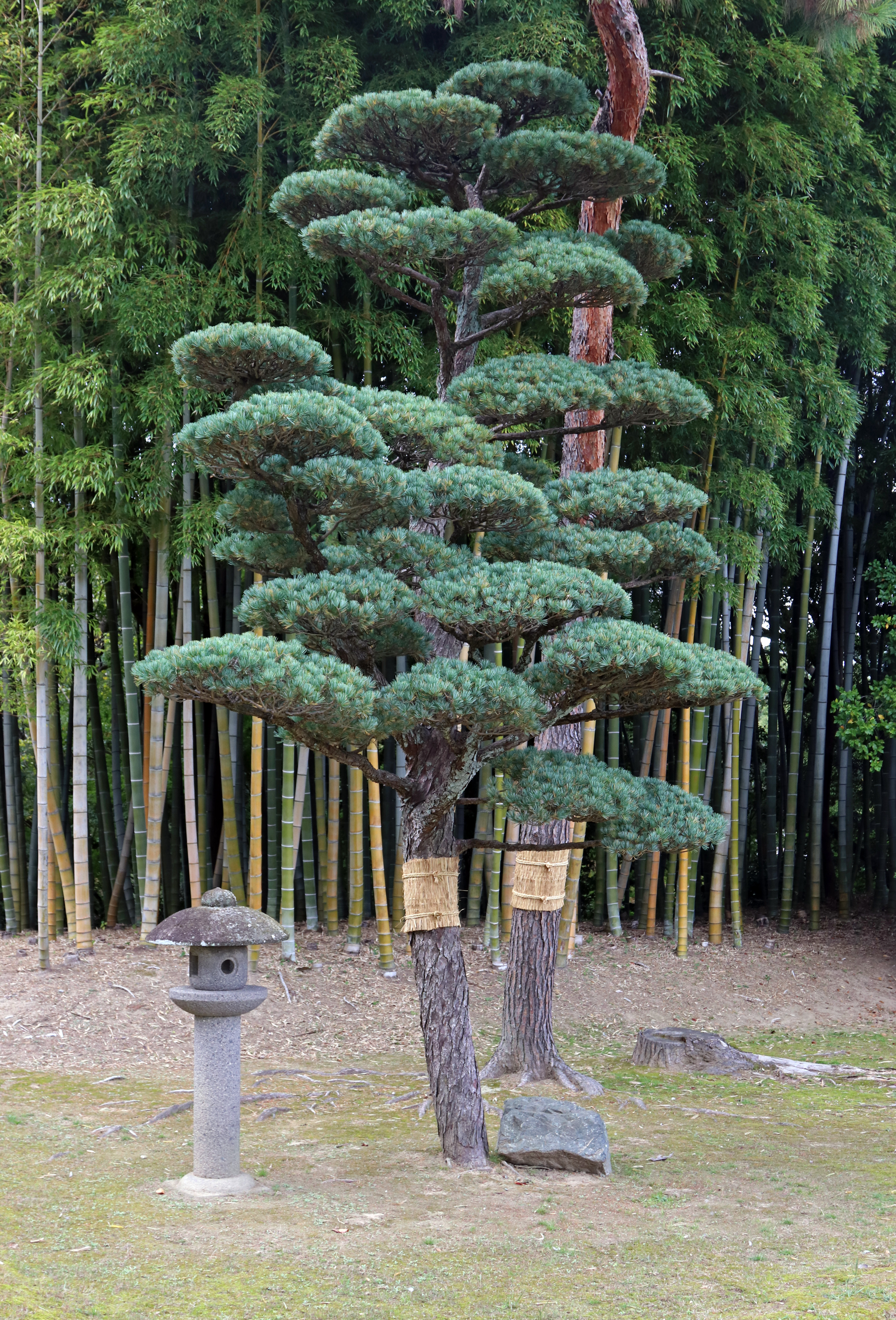 Korakuen garden Niwaki Trees_2
