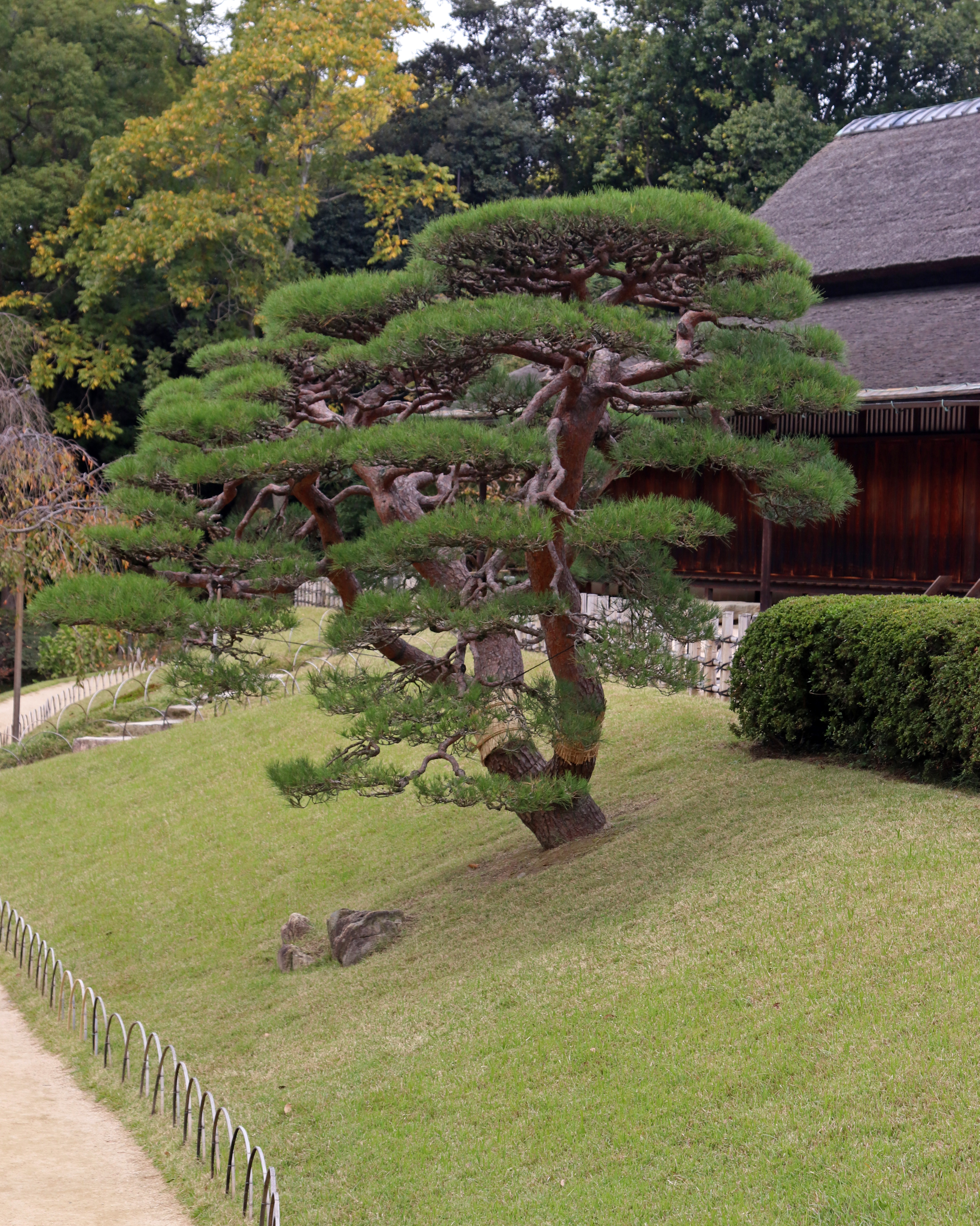Korakuen garden Niwaki Trees_3