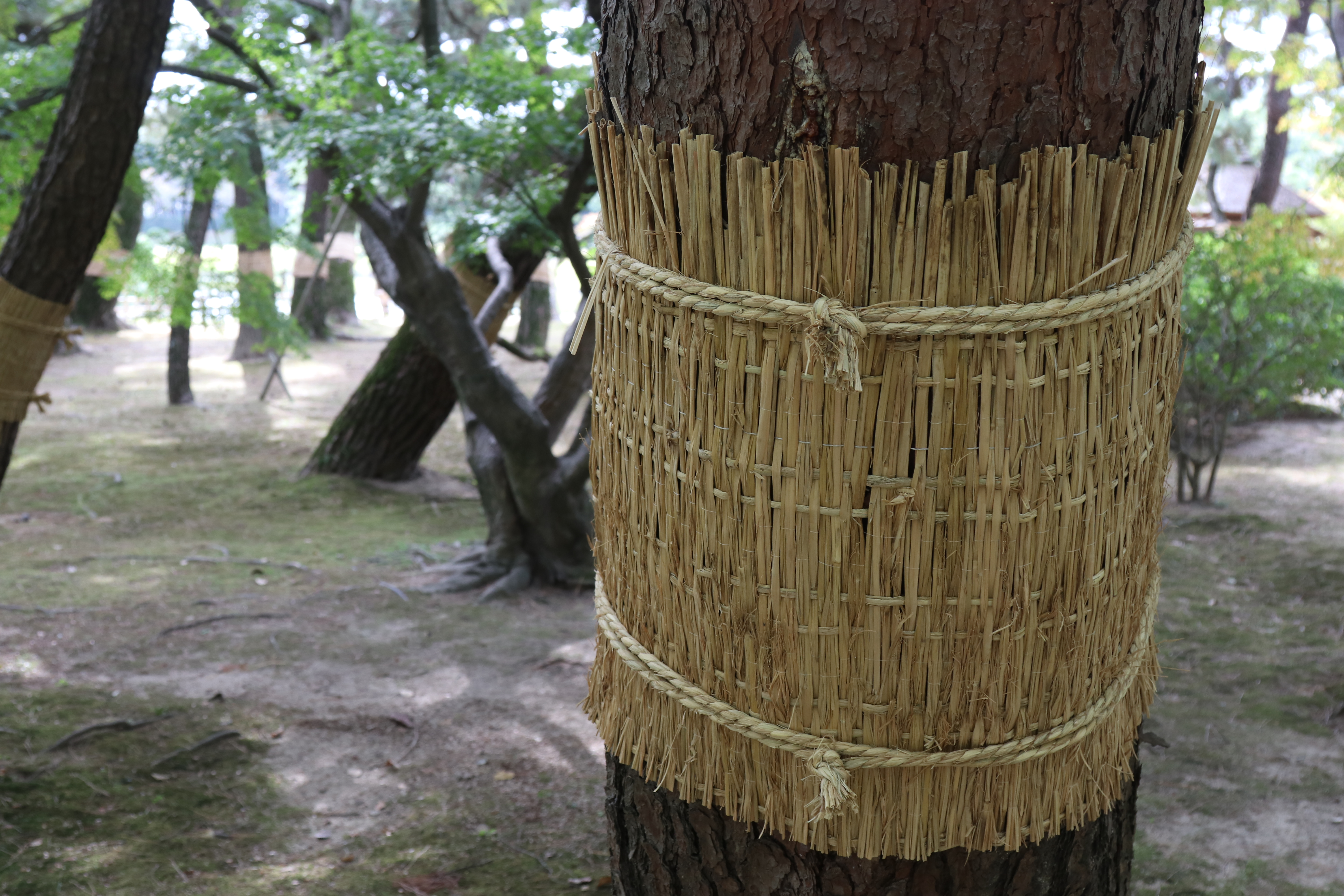 Korakuen straw wrapping_2