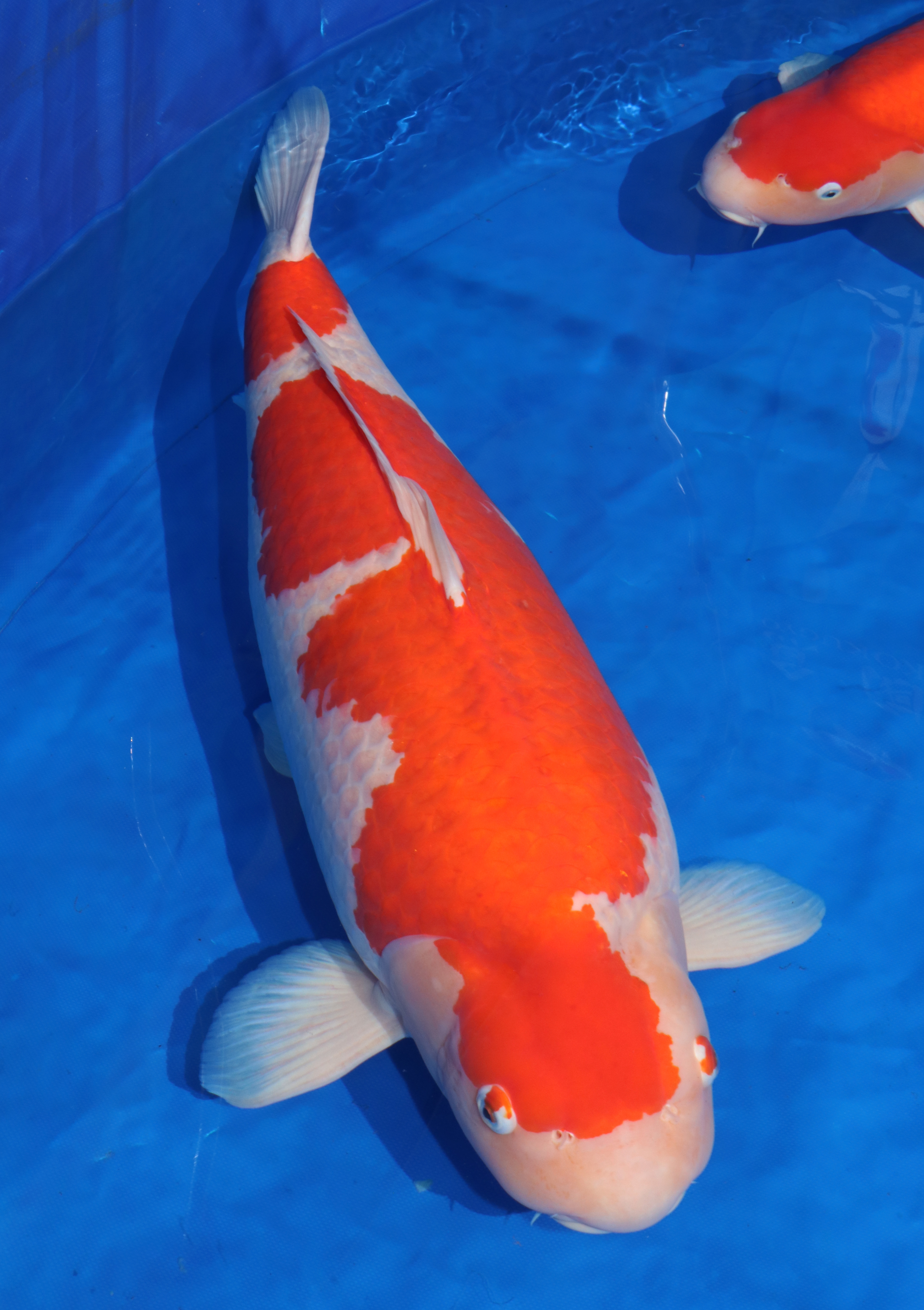 One of our koi - Kohaku One of our koi - Kohaku