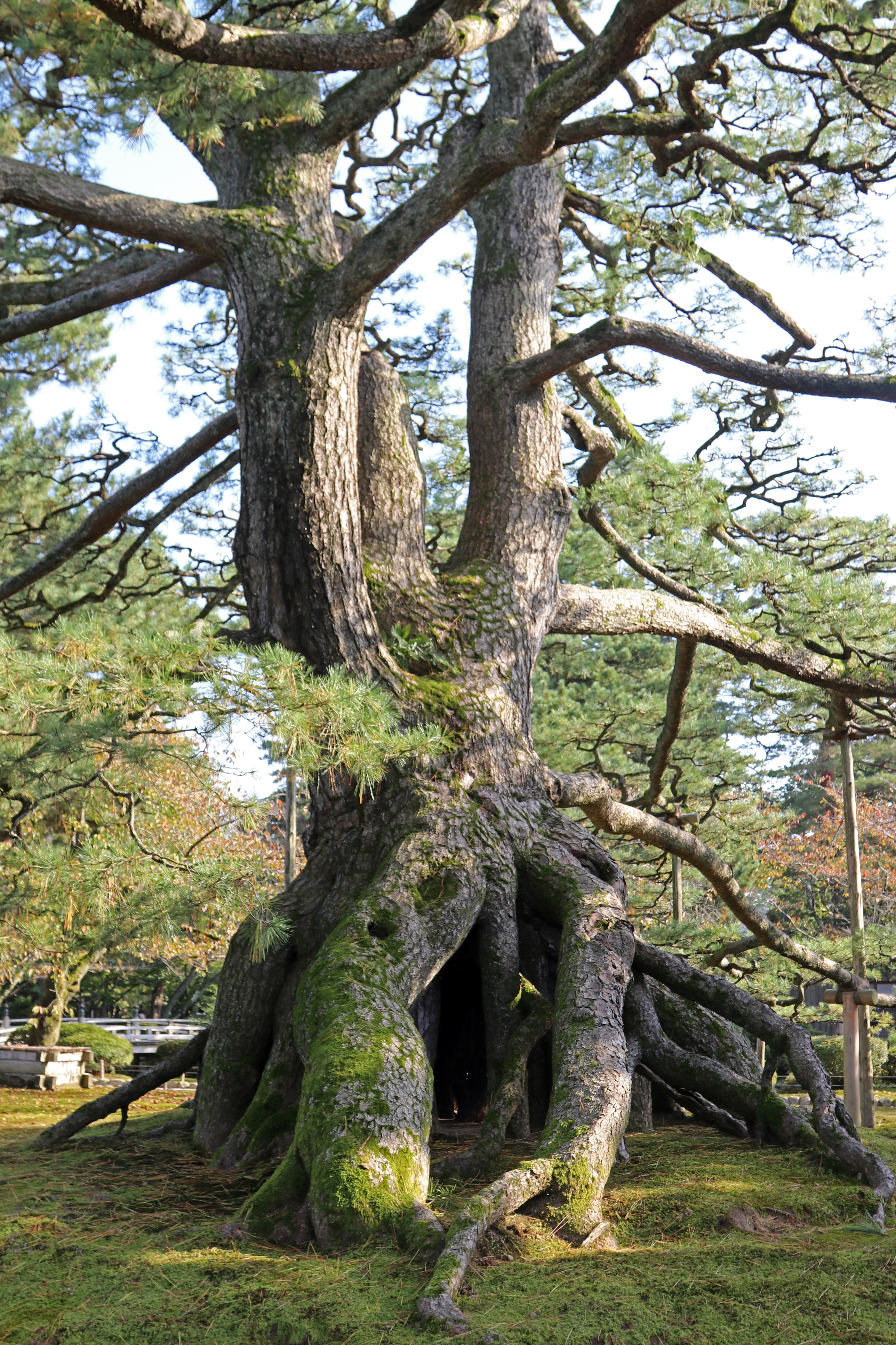 Raised roots pine 2