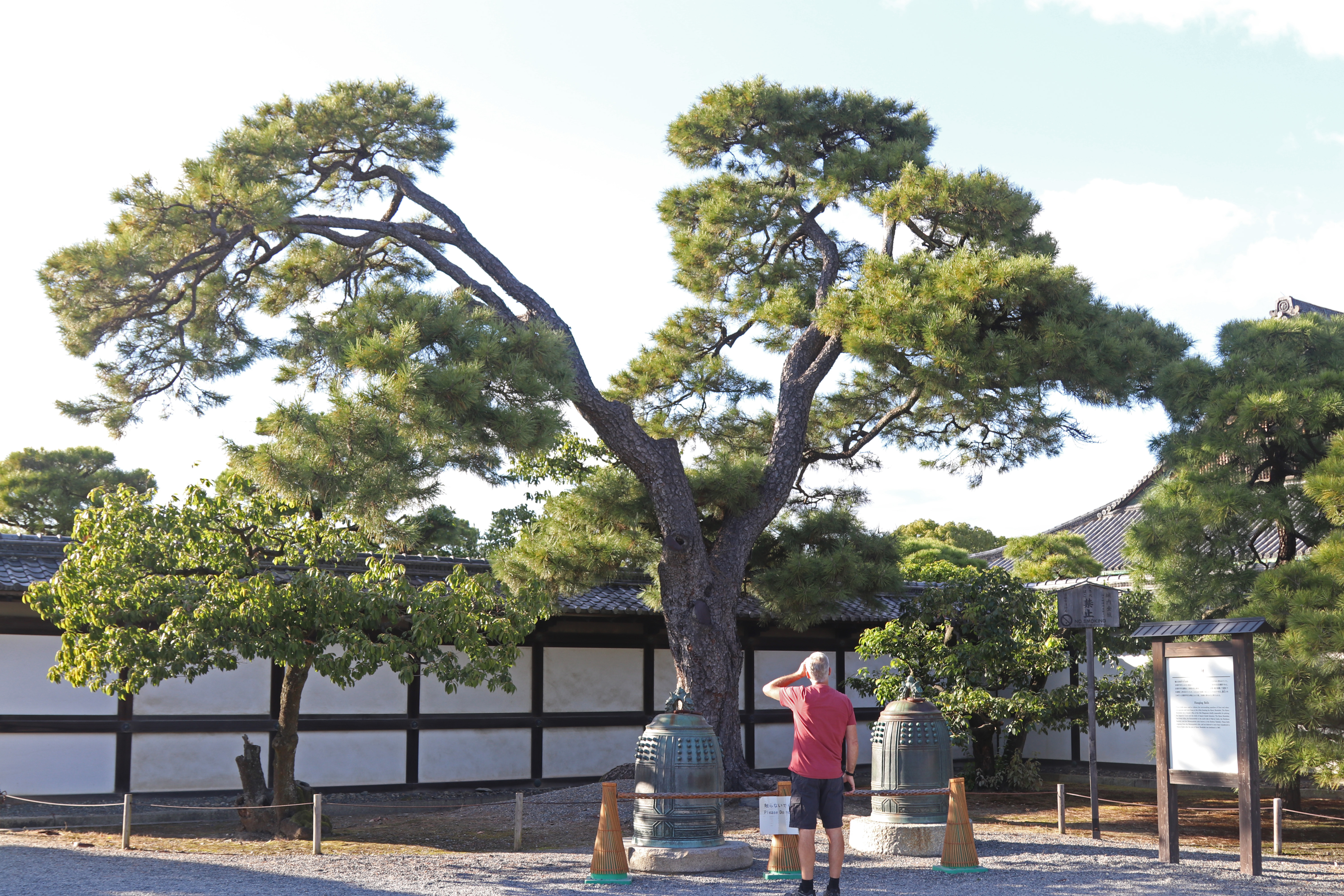 Courtyard_Japanese Pine