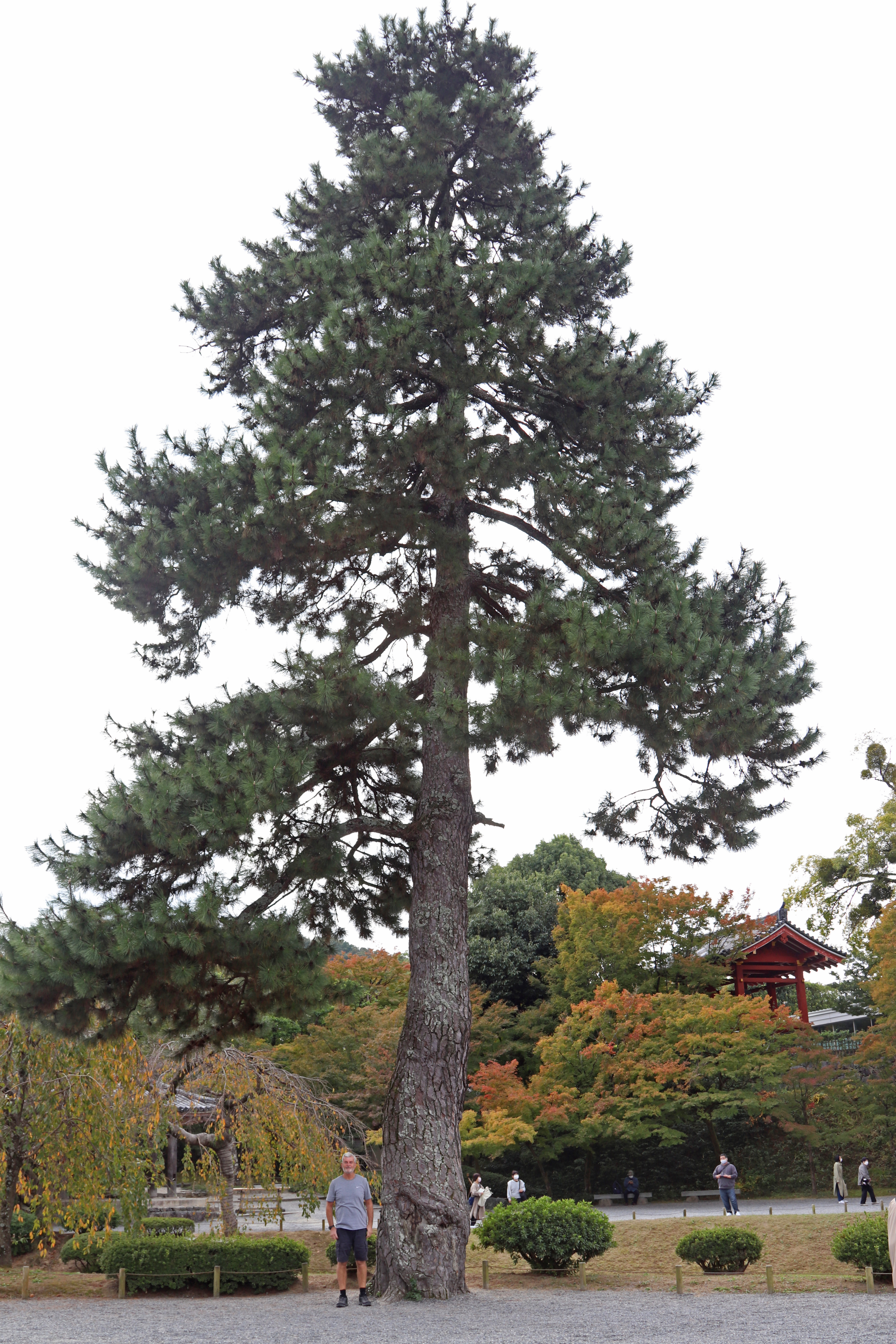 Pine_Tree