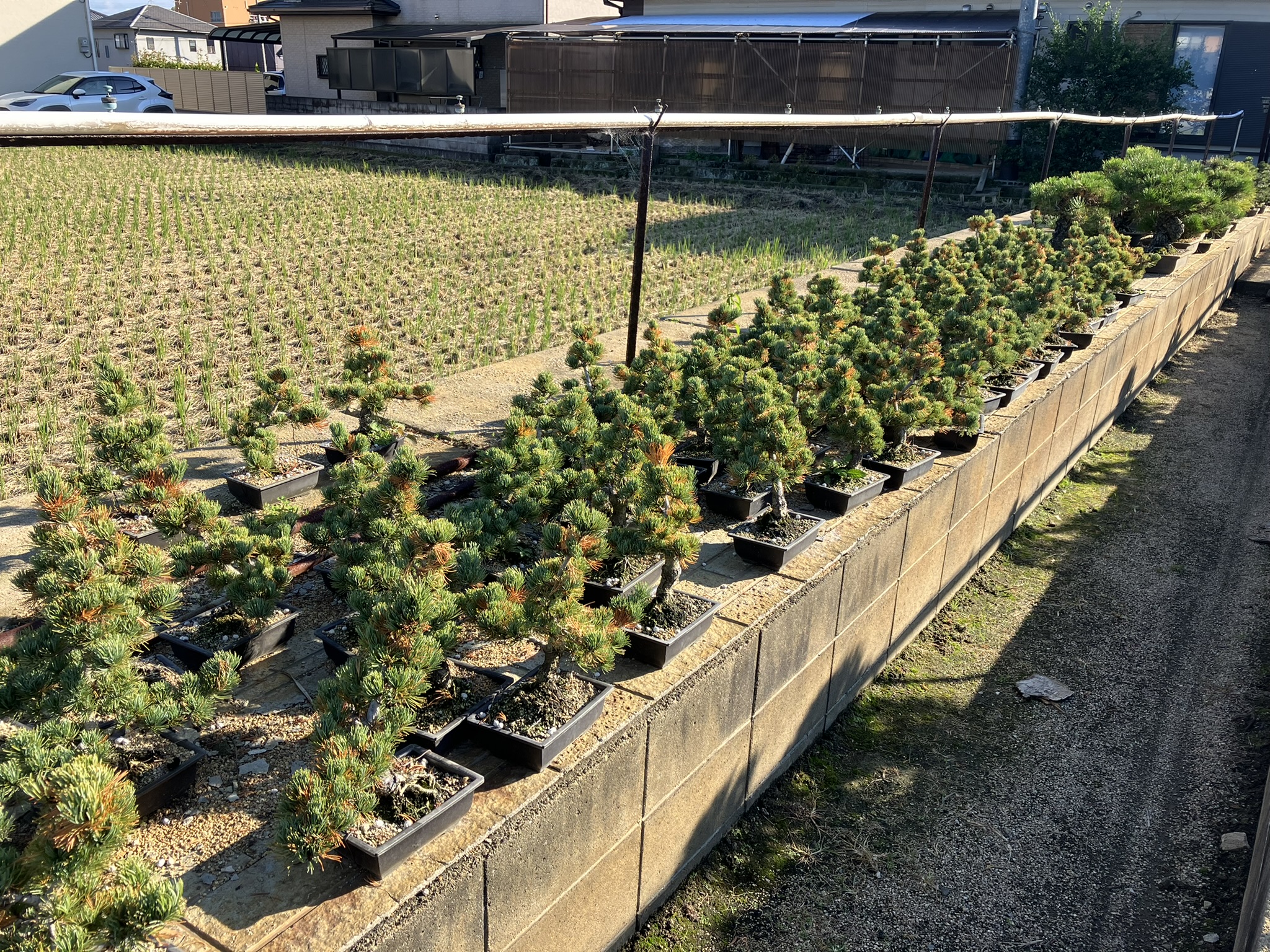 Bonsai Pine Farms 001