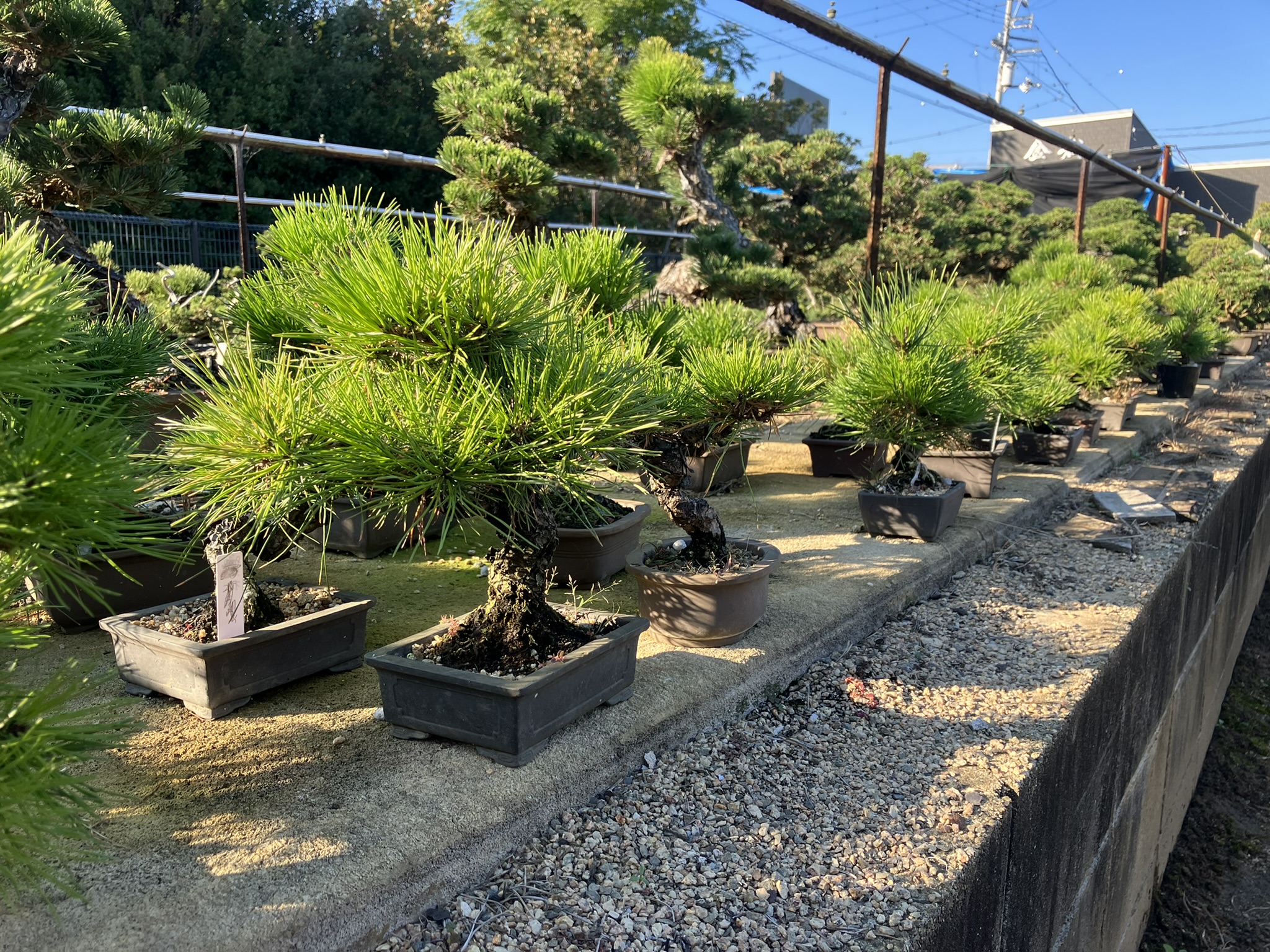 Bonsai Pine Farms 002