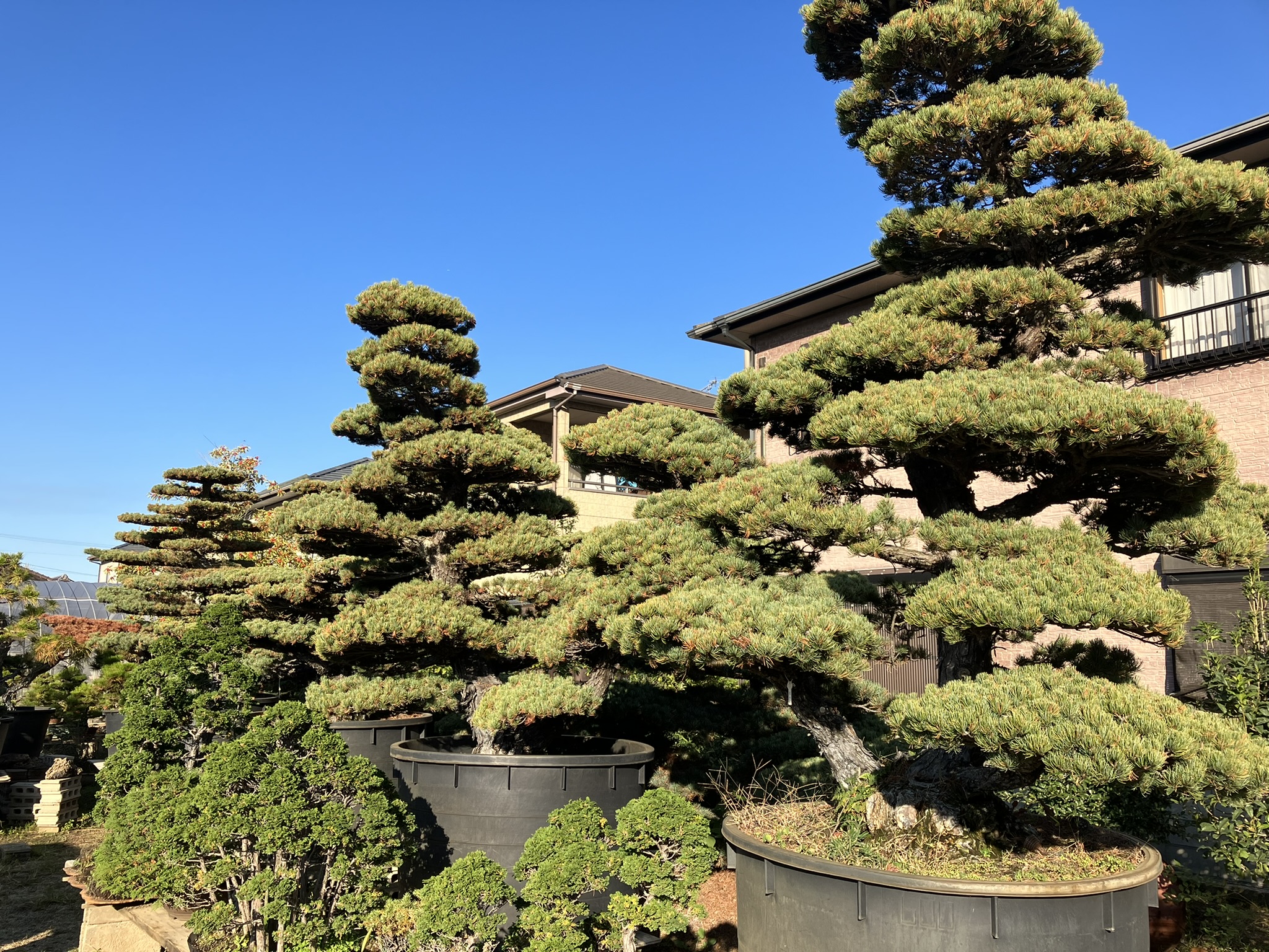 Bonsai Pine Farms 005