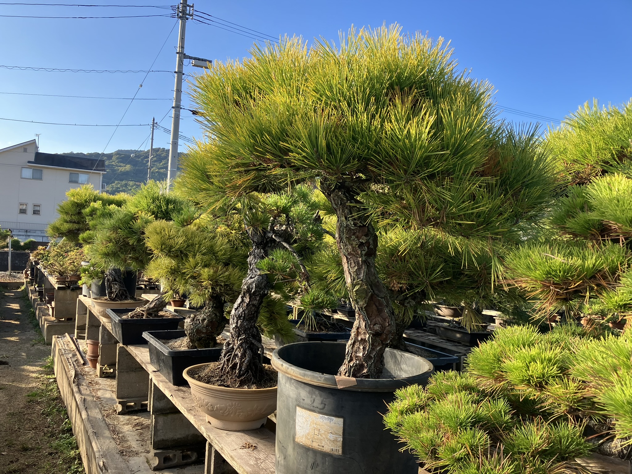 Bonsai Pine Farms 006