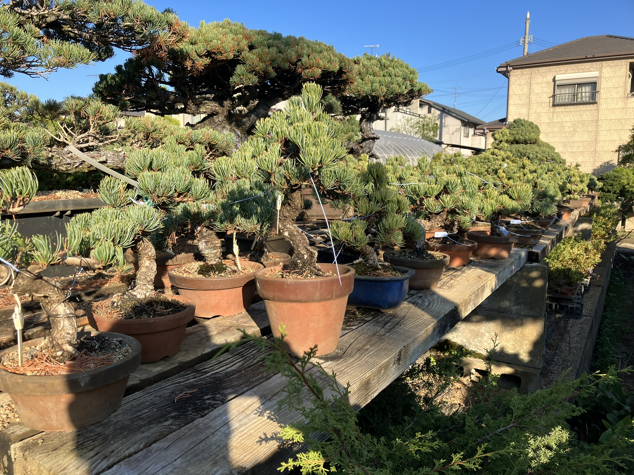 Bonsai Pine Farms 007