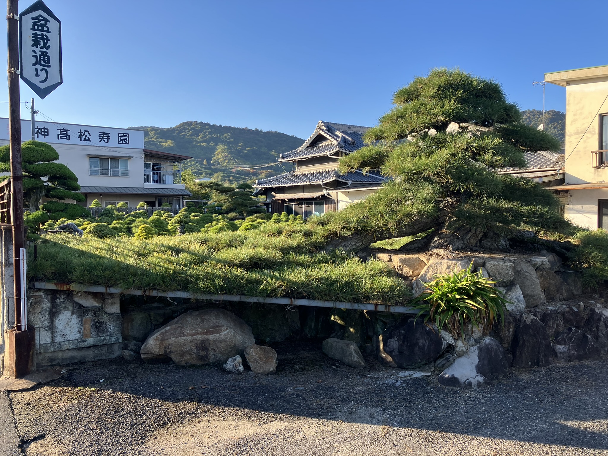 Dohyo-iri Pine Tree