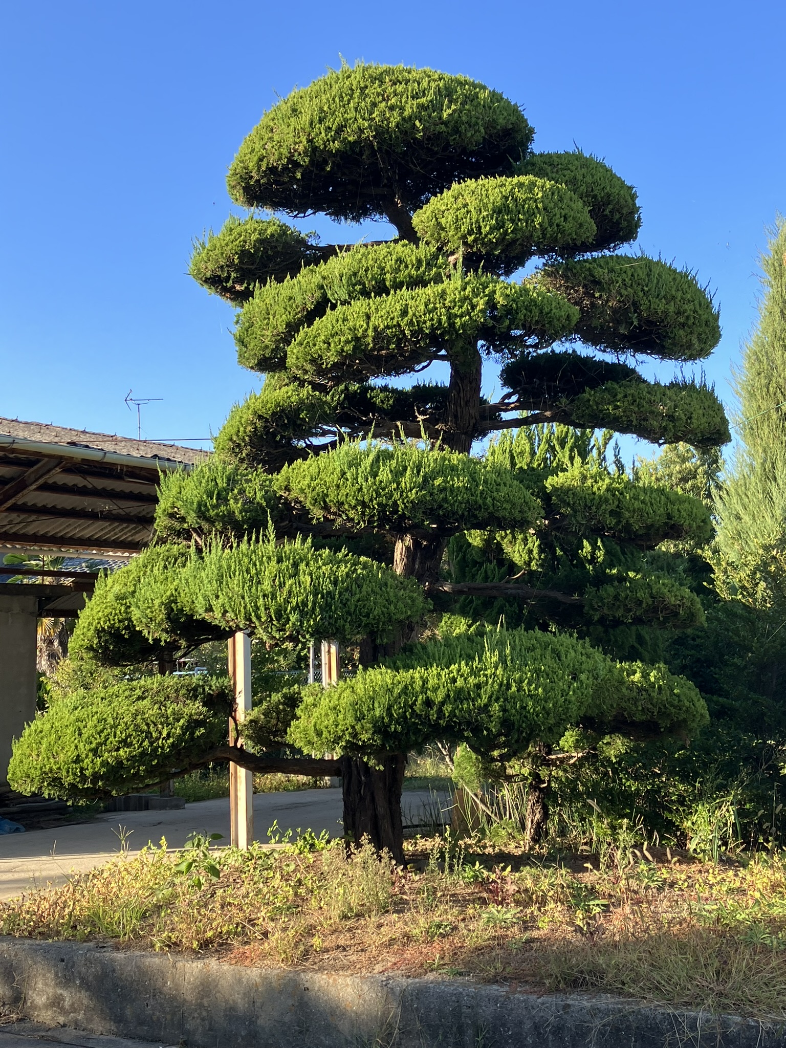 Kandaka Shojuen Bonsai 001