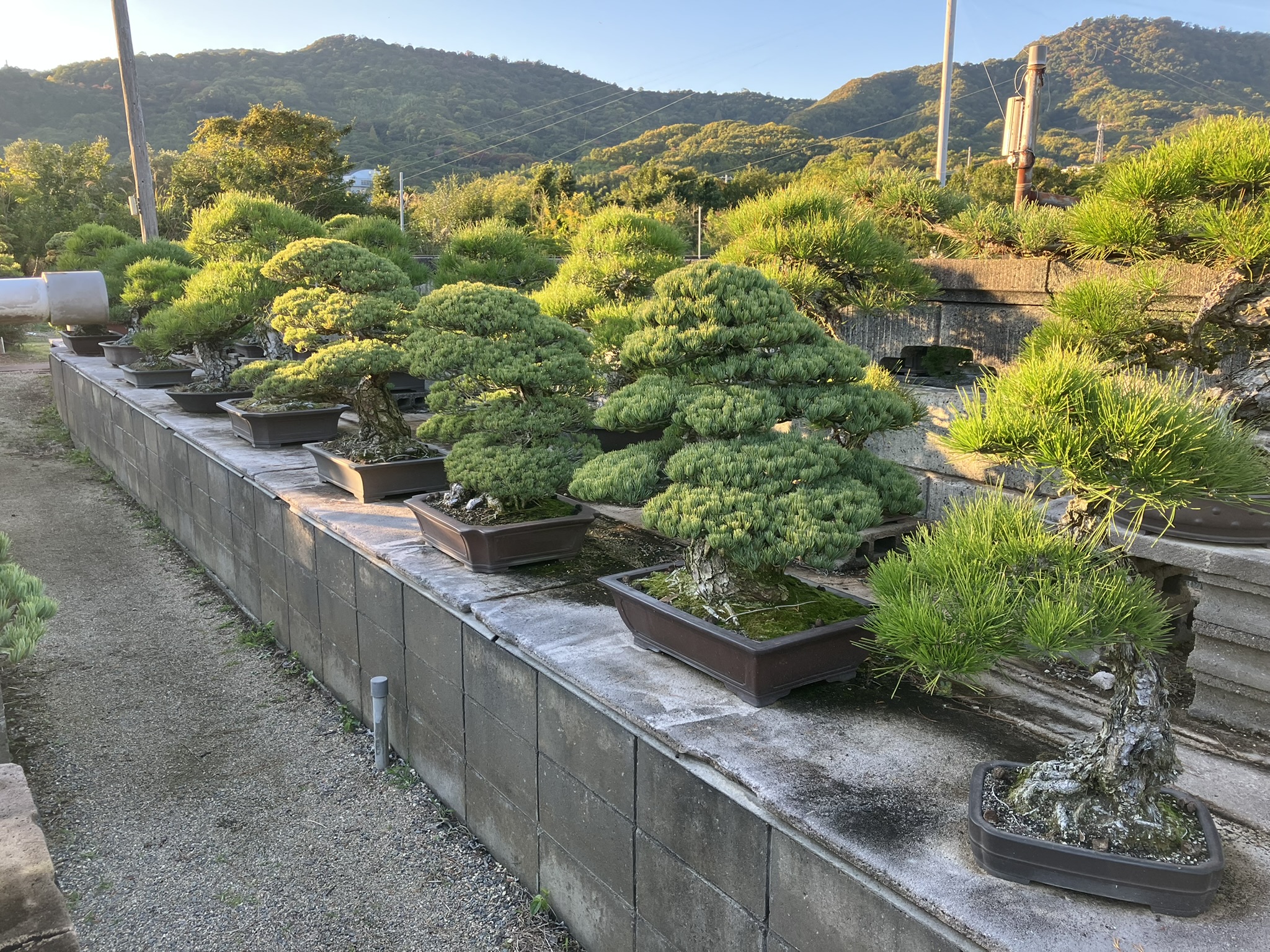 Kandaka Shojuen Bonsai 012