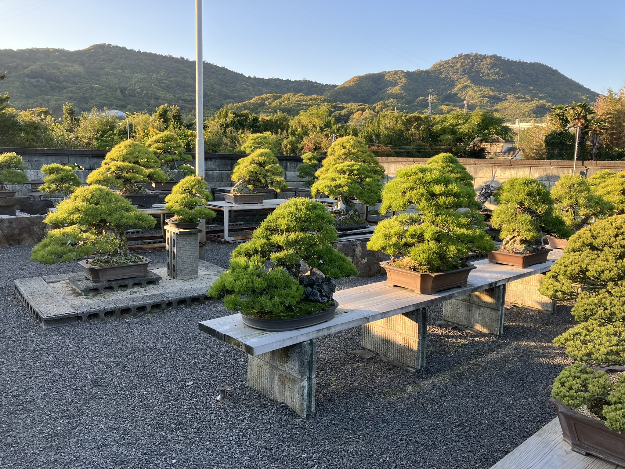 Kandaka Shojuen Bonsai 013