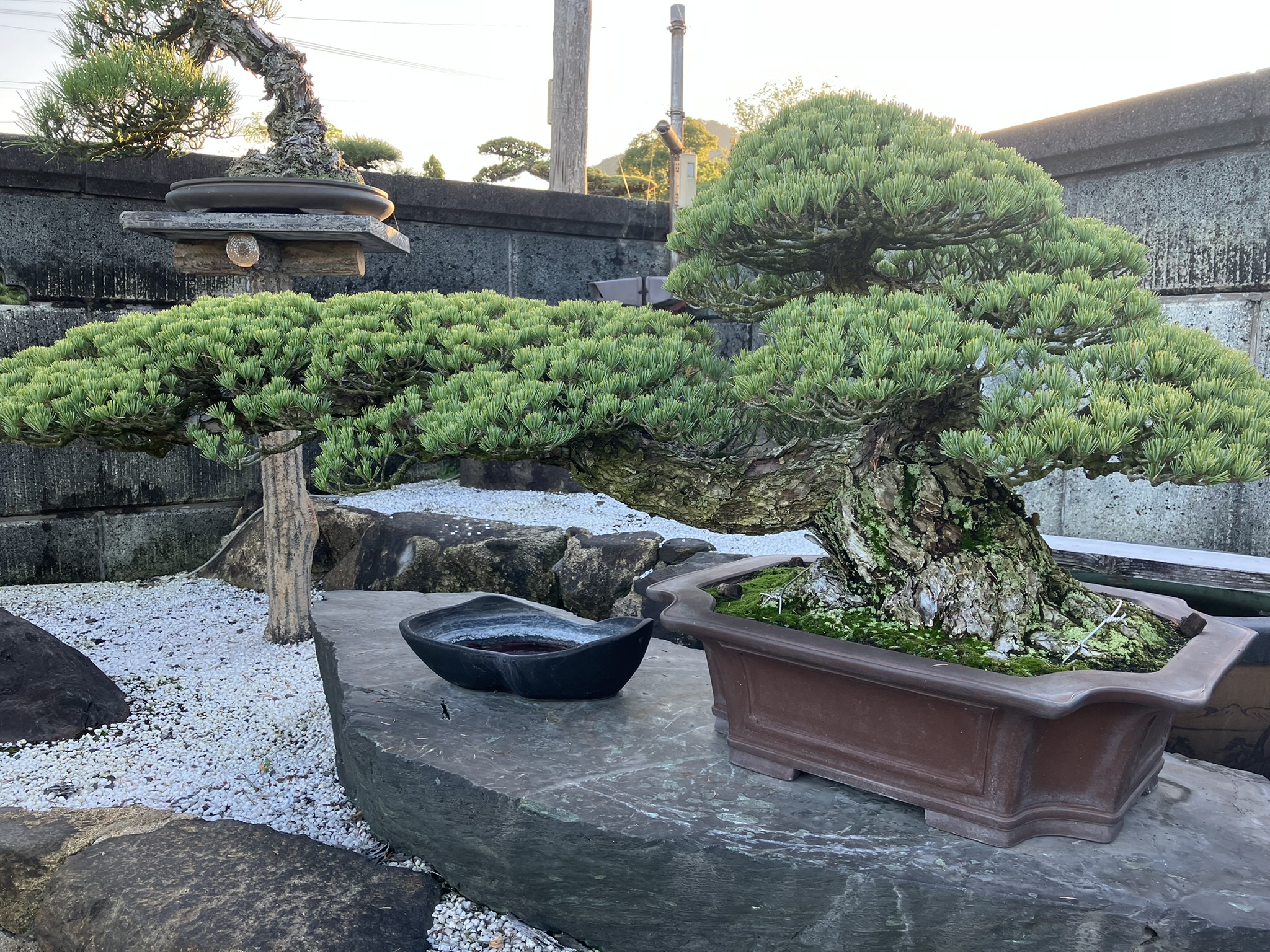 Kandaka Shojuen Bonsai 014