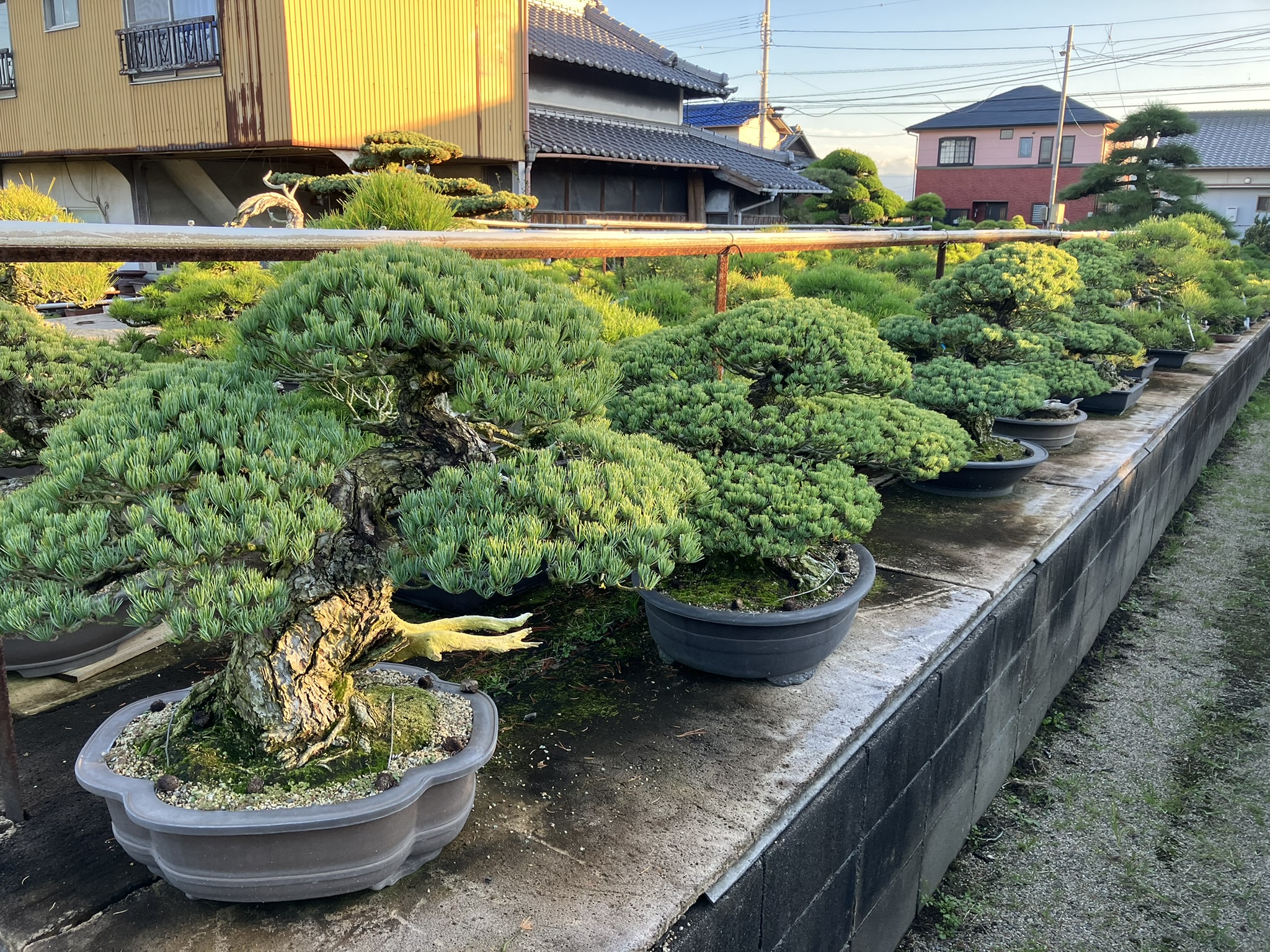 Kandaka Shojuen Bonsai 015