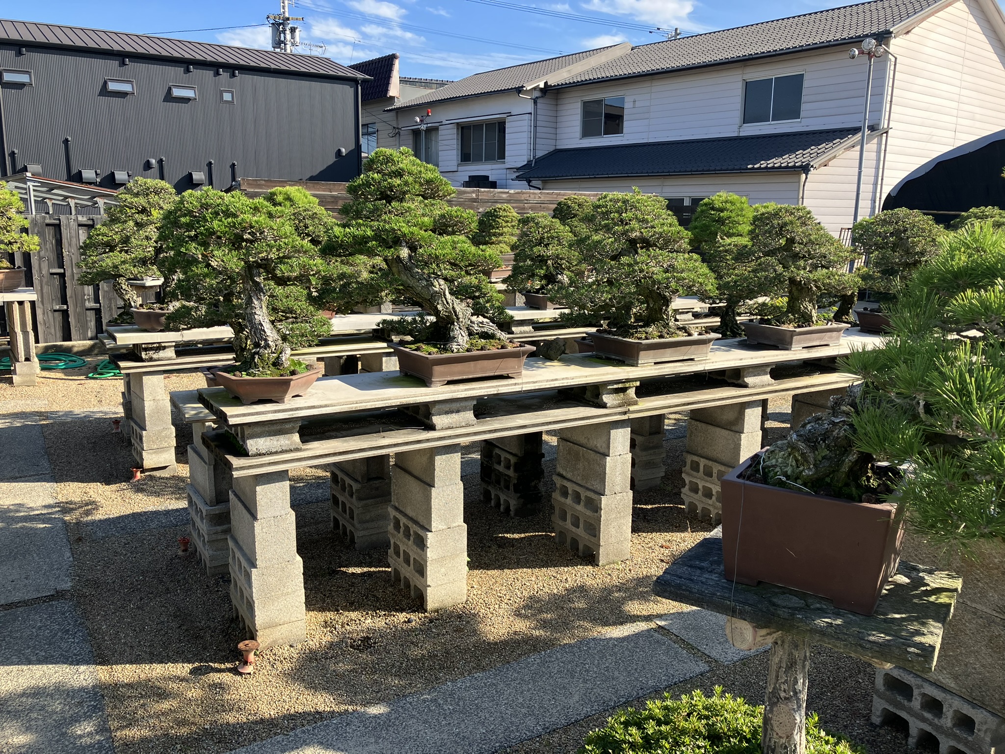 Nakanishi Chishoen Bonsai Producer 001