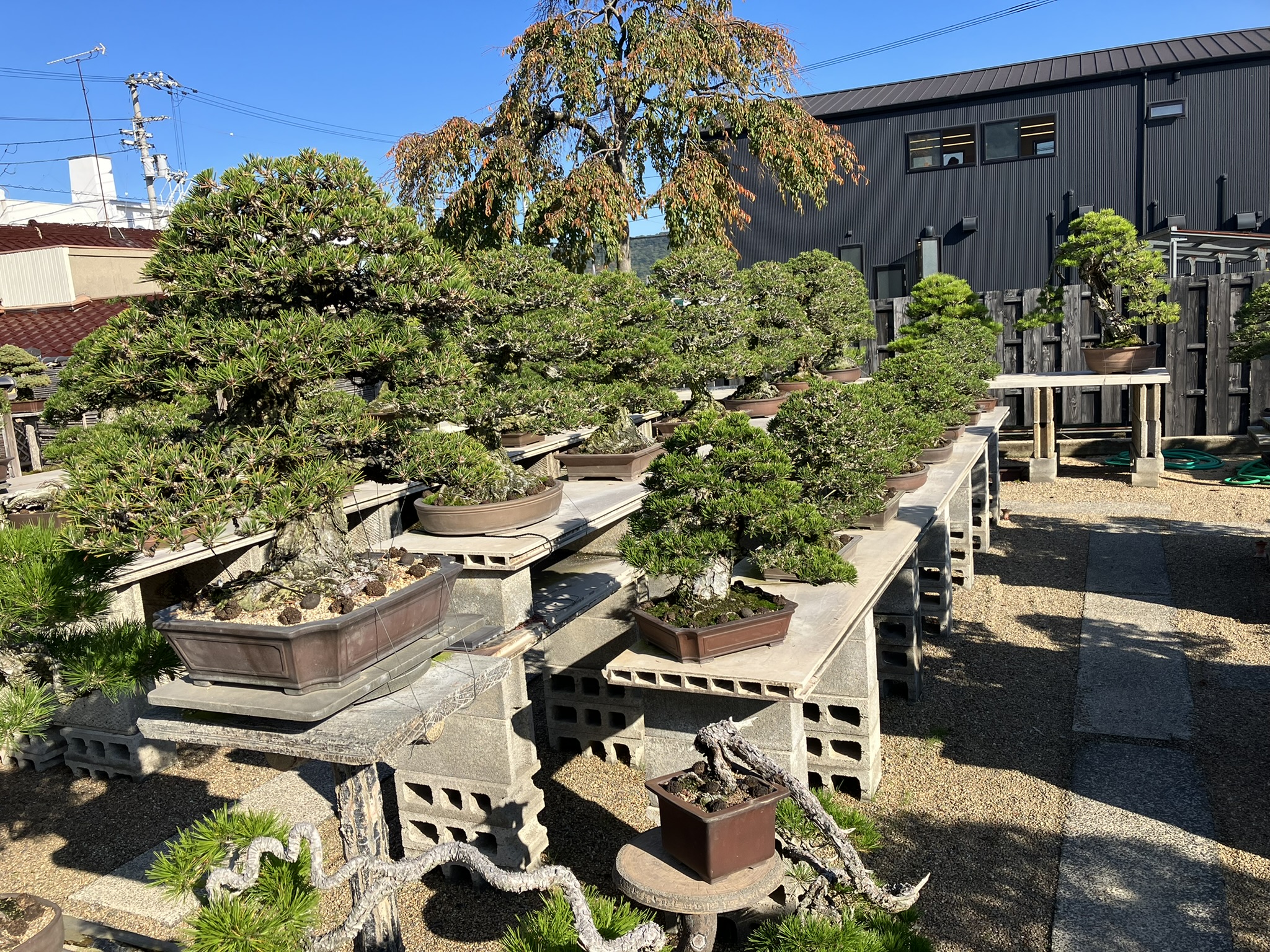 Nakanishi Chishoen Bonsai Producer 002