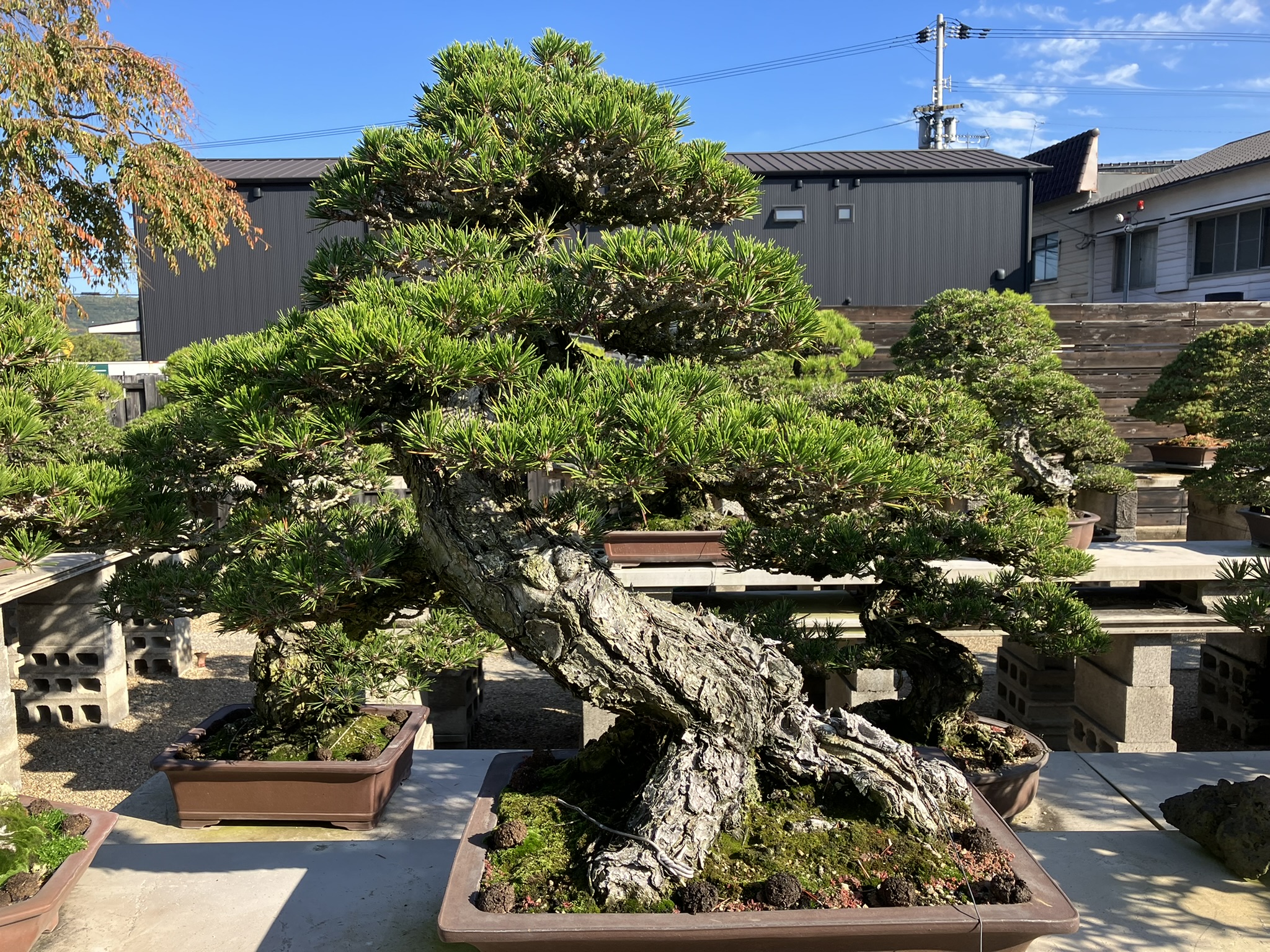 Nakanishi Chishoen Bonsai Producer 004