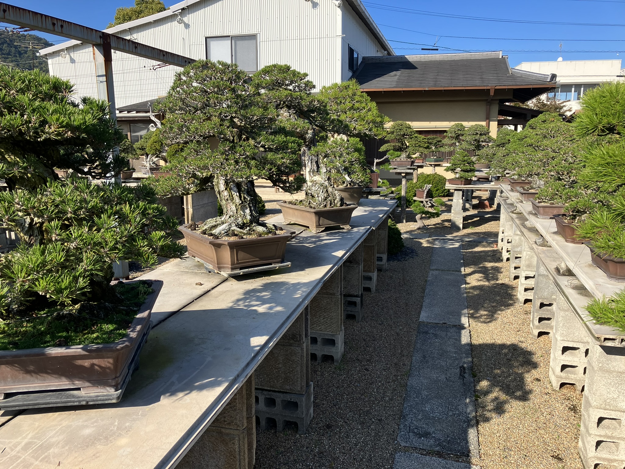 Nakanishi Chishoen Bonsai Producer 006