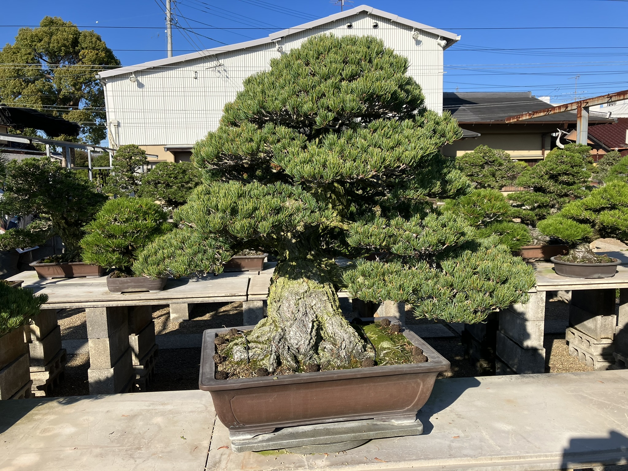 Nakanishi Chishoen Bonsai Producer 008