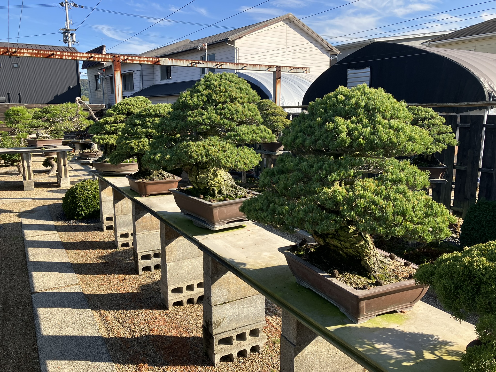 Nakanishi Chishoen Bonsai Producer 010