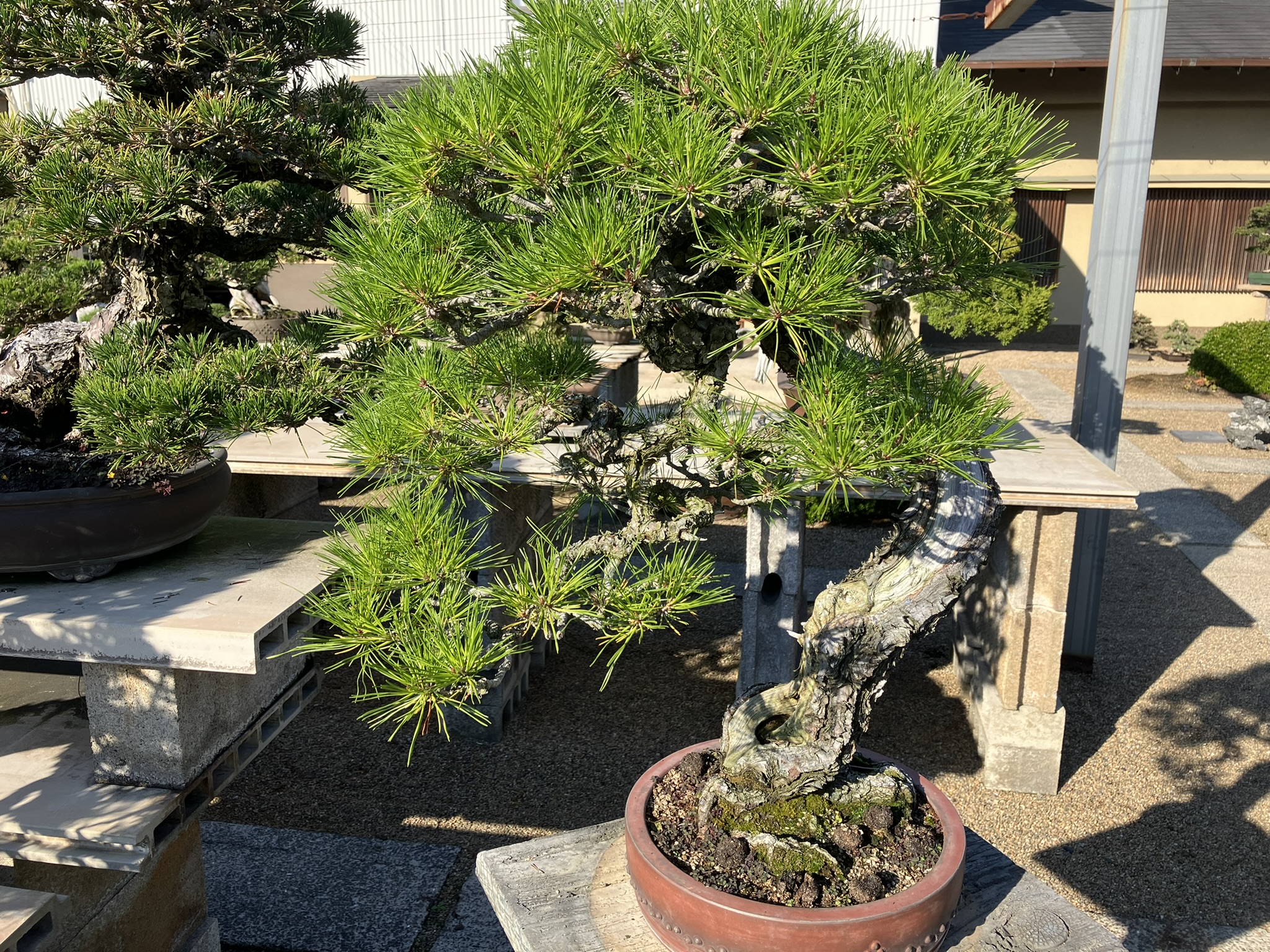 Nakanishi Chishoen Bonsai Producer 012