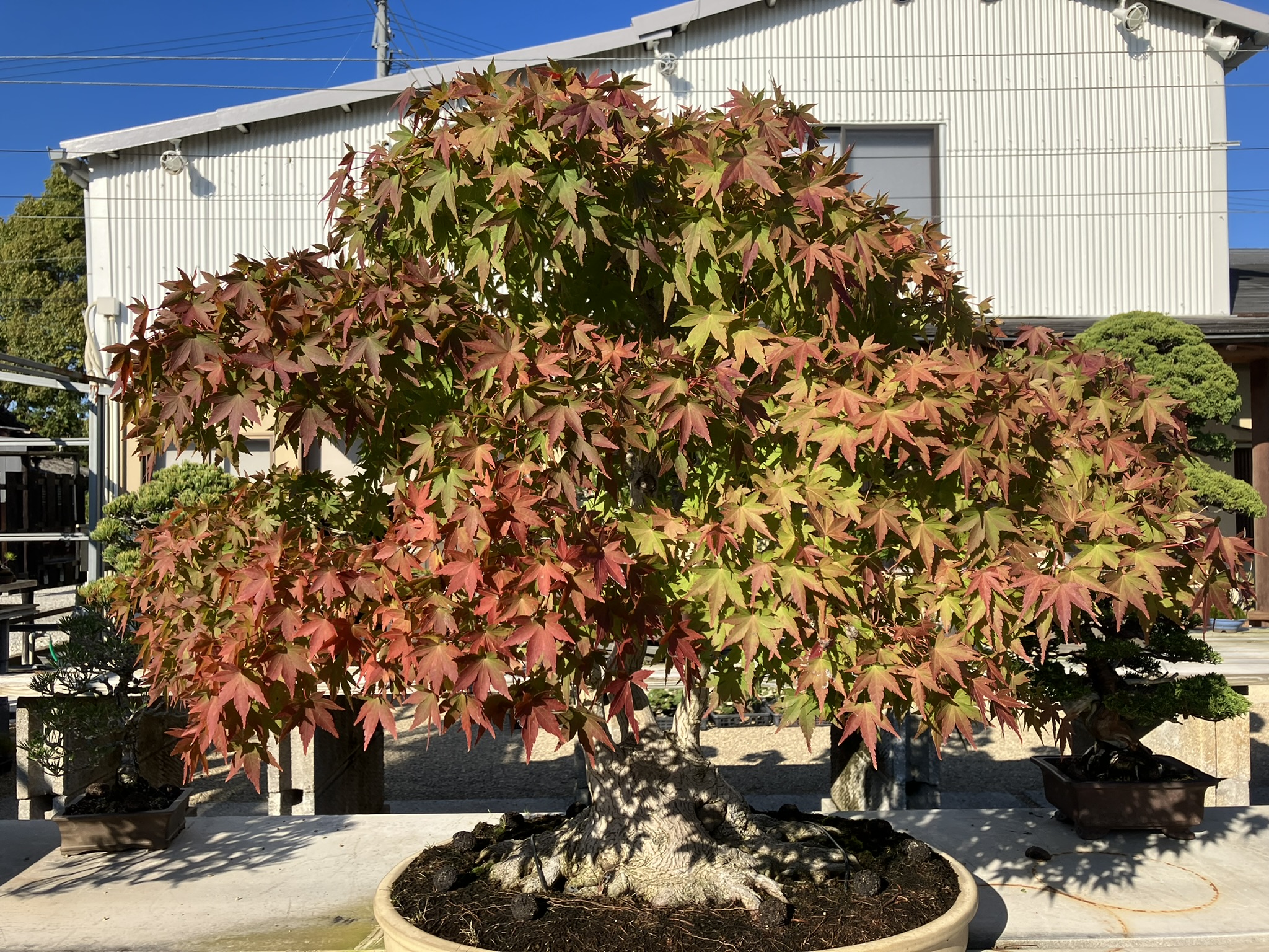 Nakanishi Chishoen Bonsai Producer 013