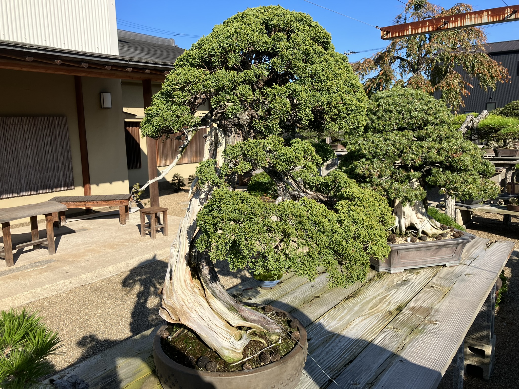 Nakanishi Chishoen Bonsai Producer 014