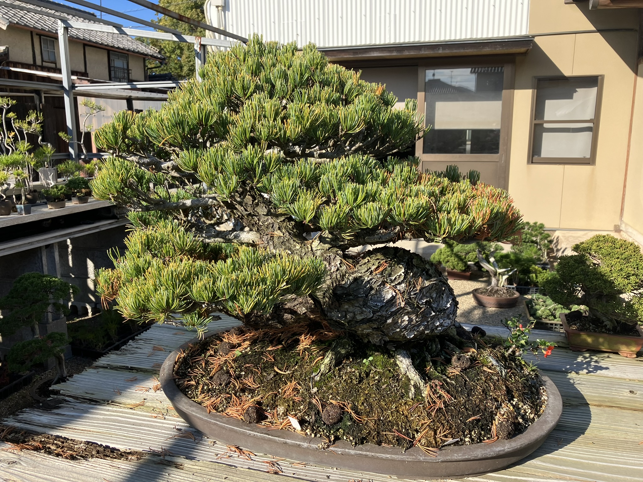 Nakanishi Chishoen Bonsai Producer 015