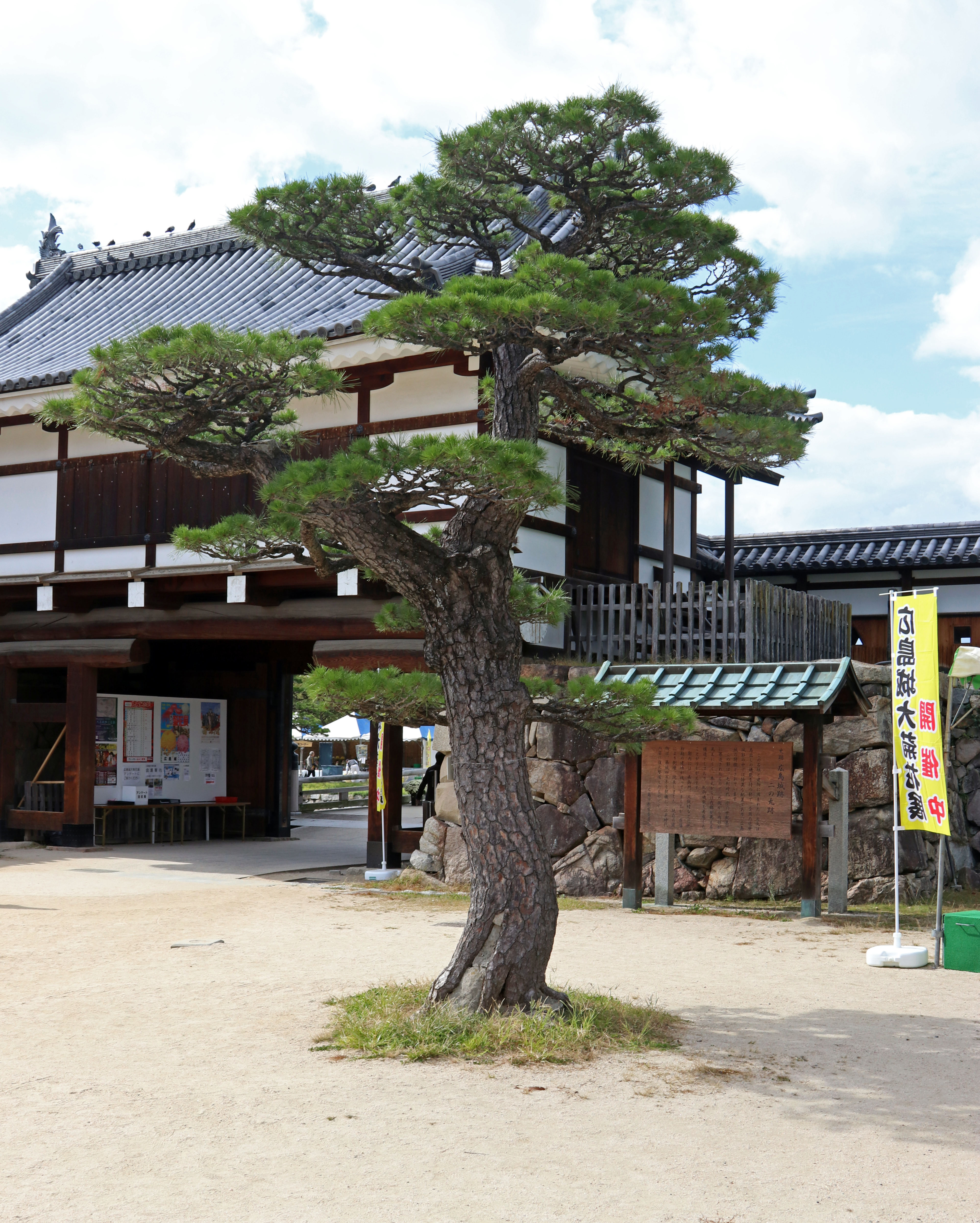Black Pine Tree-Second Compound Black Pine Tree-Second Compound